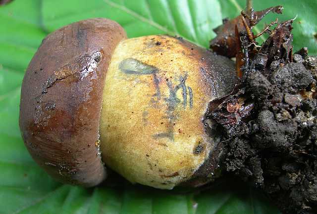 Funghi cittadini